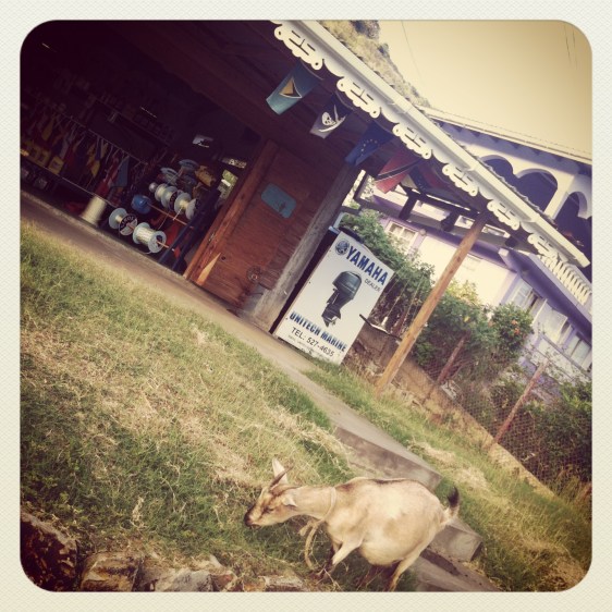 Fina getter överallt!