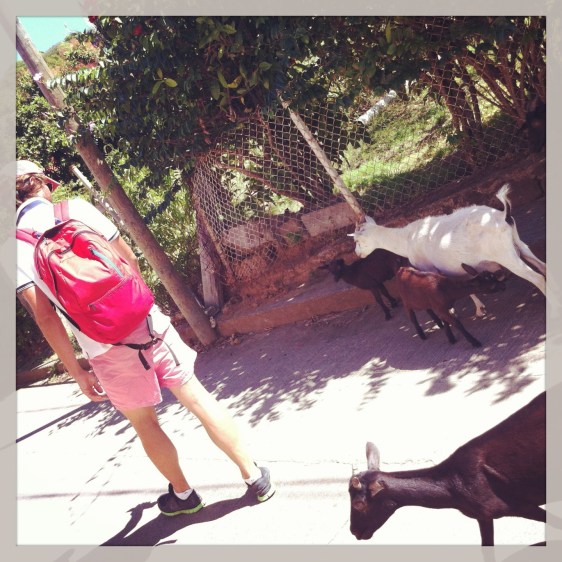 Promenad till stranden..var för ett tag rädda att vi nu fått hela getskocken på halsen. Men den gav sig av efter 10 minuter. Är det nördväska som lockar?