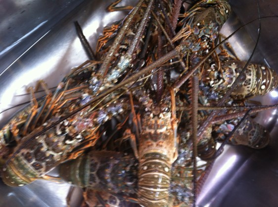 Små humrar, svårt att se att det är lagligt att plocka och sälja dessa men men...