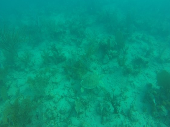 Ena halvan av vårt sköldpaddepar