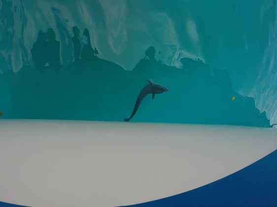 En haj som bodde under vår båt