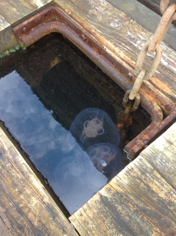 Blåmaneter inne i slussen