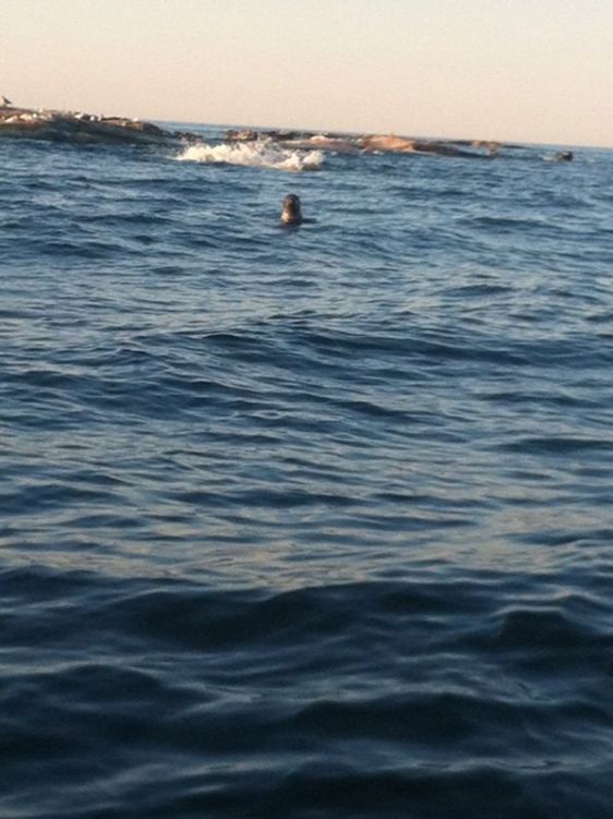 Inga havssköldpaddor, men sälarna var lika nyfikna